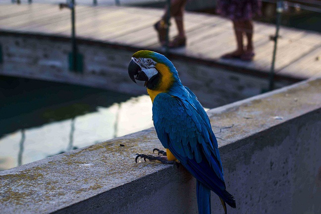 LORO22