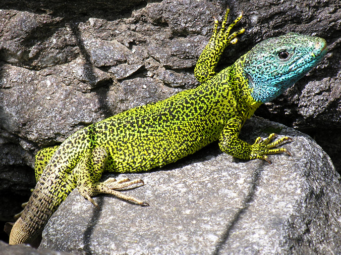Lagarto7