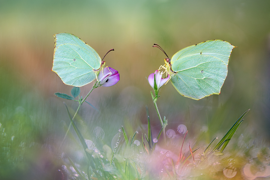 MG_2272con-limoneras-2