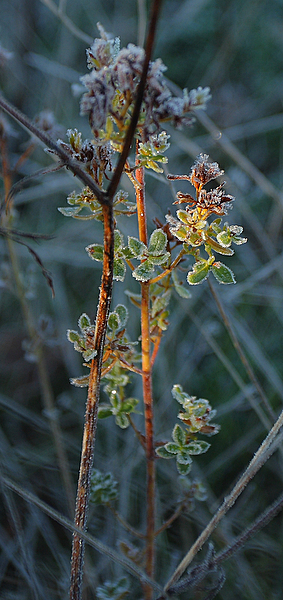 MG_6220-4