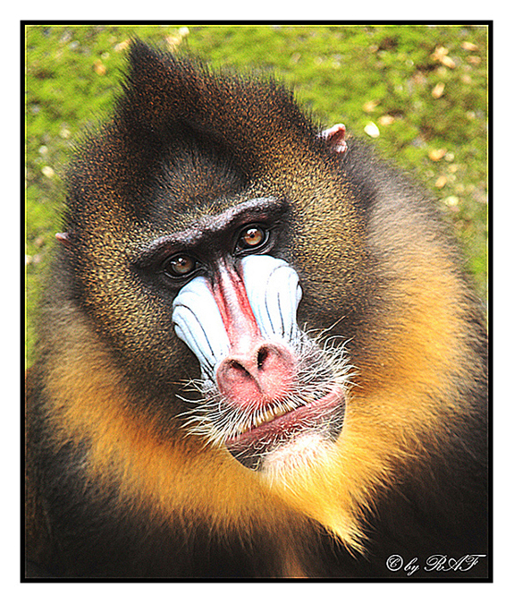 Mandril4