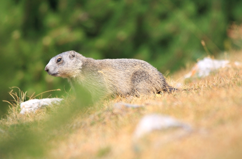 Marmota4