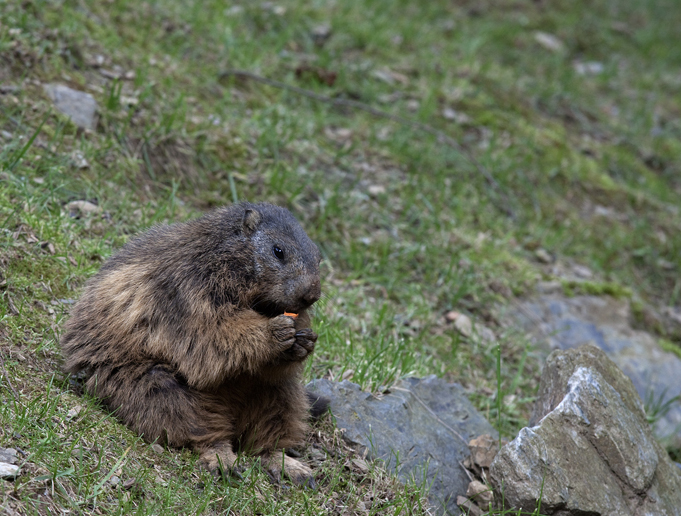 Marmota_50D_-0104_Bis_foro
