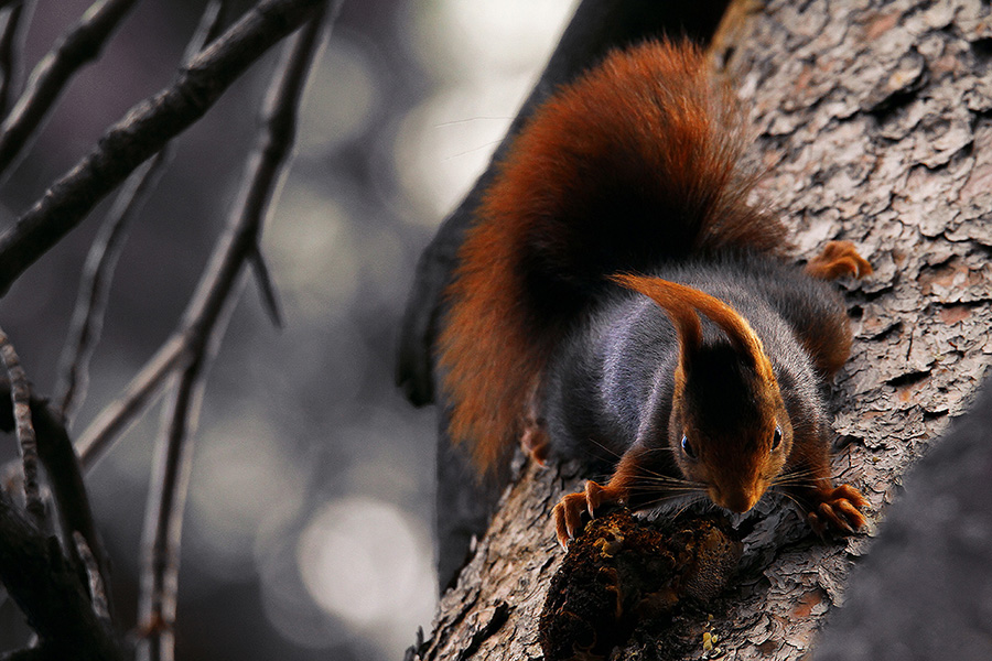 Orange_Squirrel