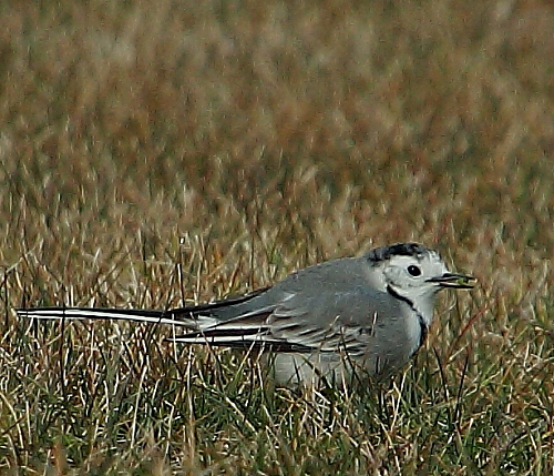 Pajarito_comiendoLavandera5