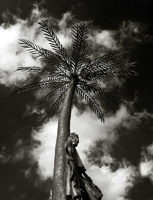 Palmera