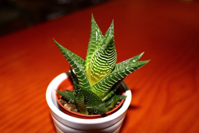 Planta6