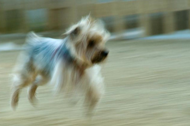 Poder_perruno_recortada_