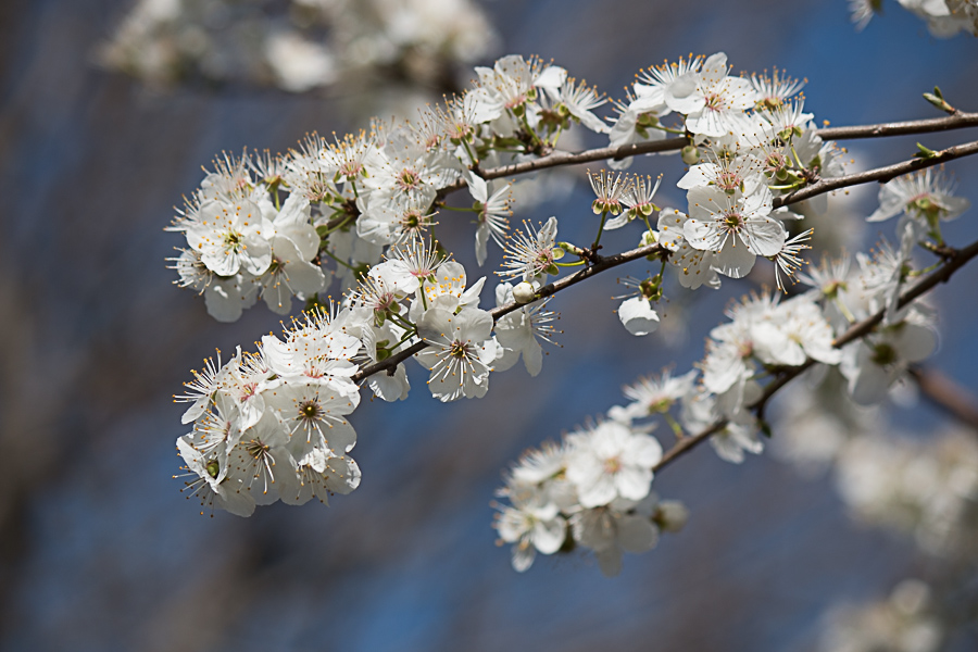 RAMA_FLOR_ALMENDRO
