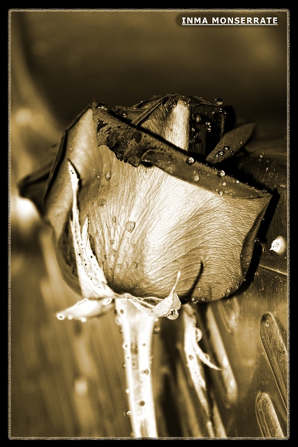 ROSA_SEPIA2