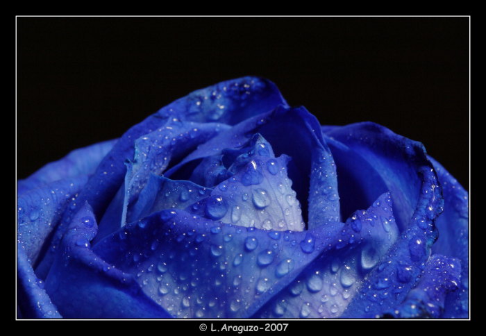 Rosa_no_rosa
