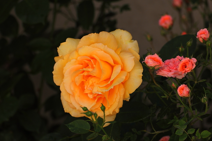 Rosal_70-300