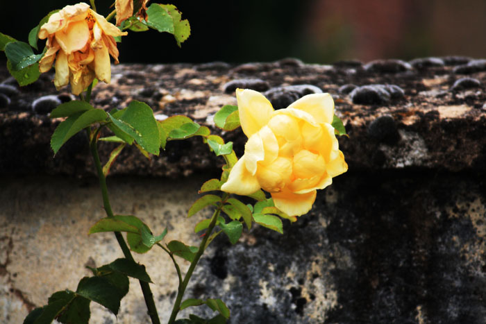 Rosas_Amarillas