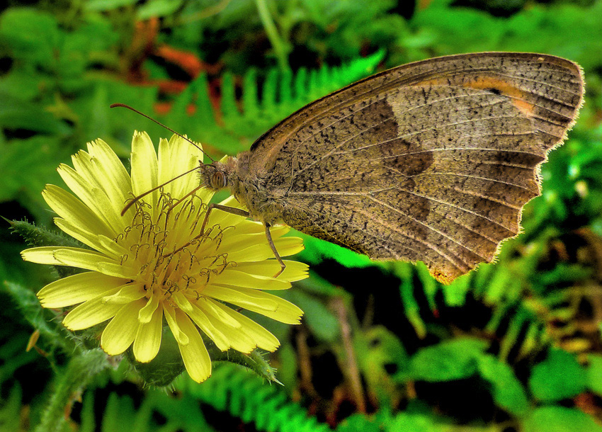 Satyridae_para_Canonistas