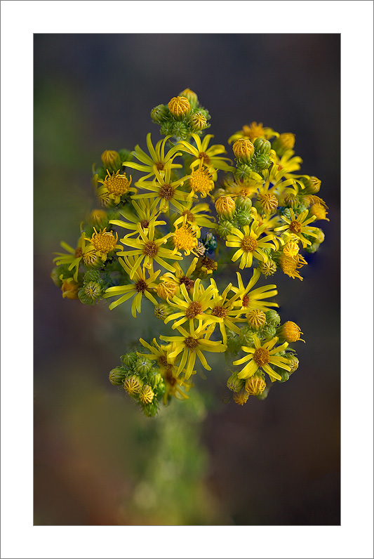 Senecio