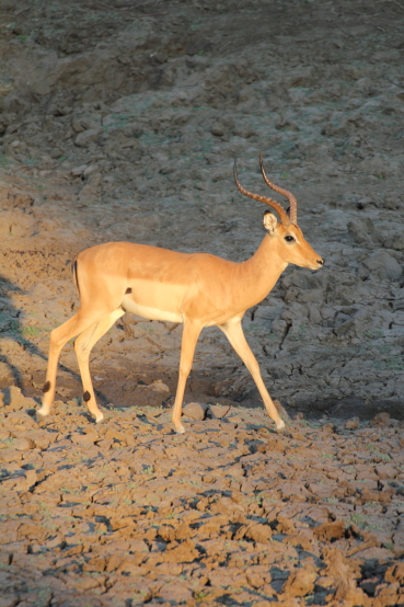 Springbok