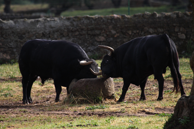 TOROS1