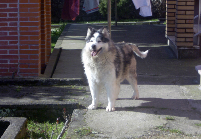 Ulka