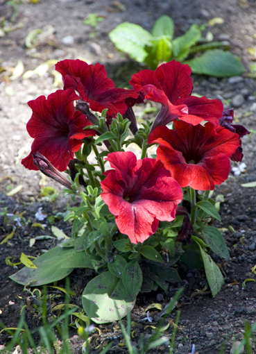 Viaje_a_Isla_Mayo_2009_-_71