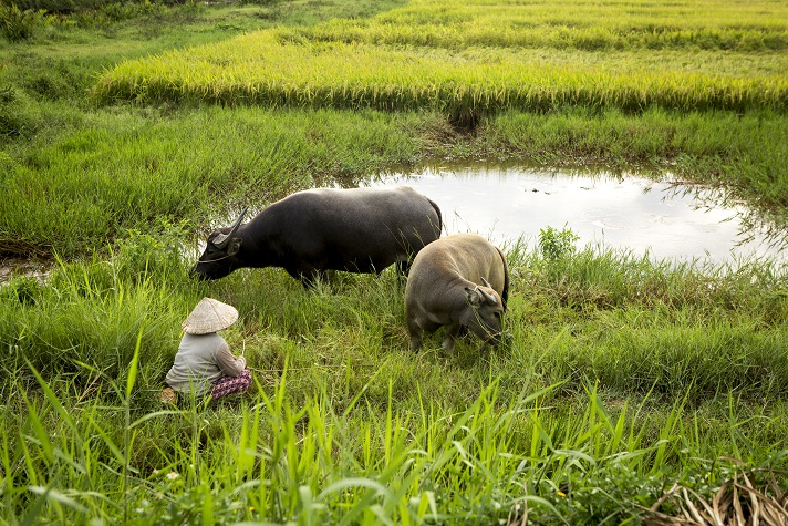Vietnam_profunda