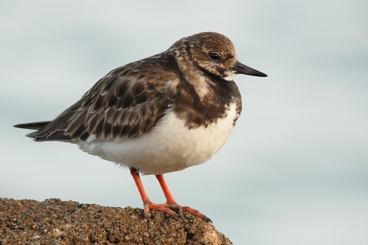 Vuelvepiedras_sobre_escaramujos1