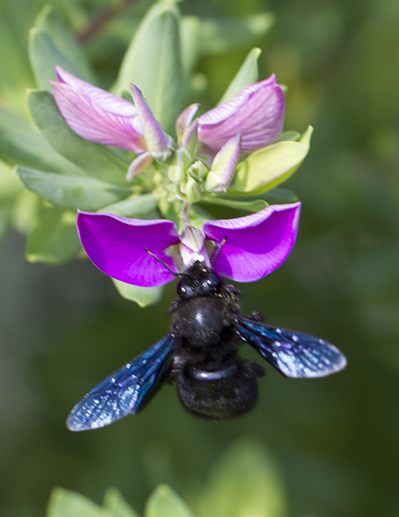 abeja_carpintera