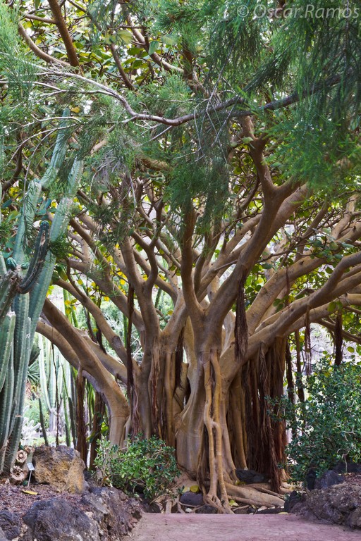 arbol40