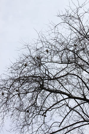 arbol_congorriones