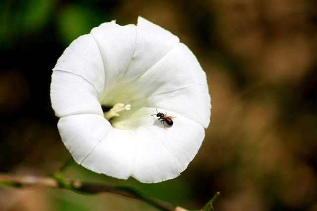 bixo_flor_Small_