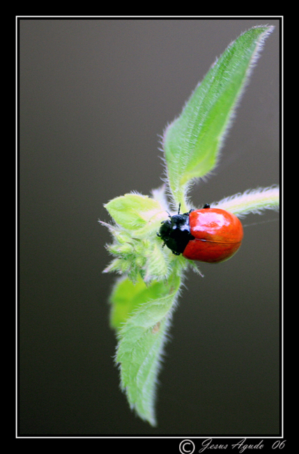c19598095a9f29ce525a8ddbca9f2ad7