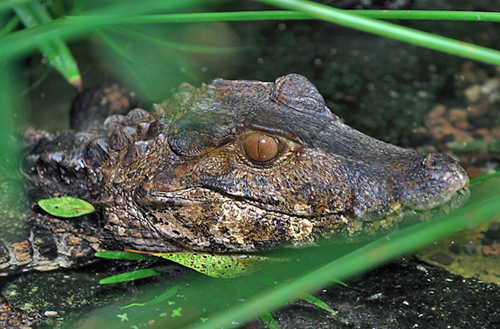caiman_1