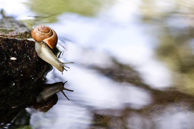 caracol_foro