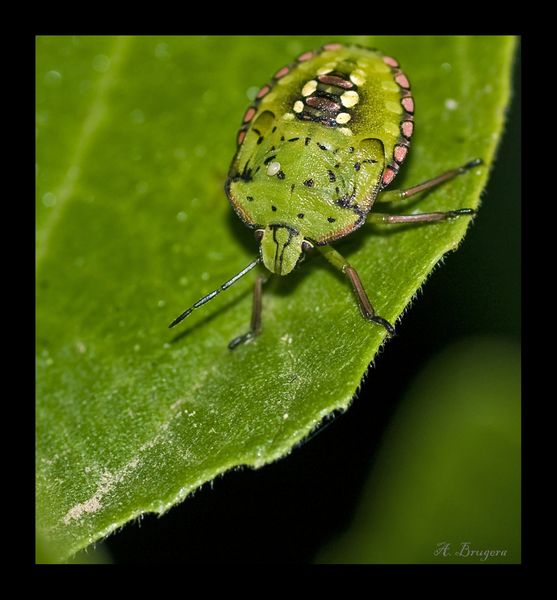 chinche_verde_800x600_