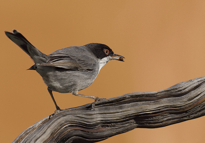curruca_con_tenebrio_retoque_del_fondo
