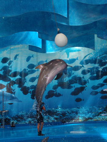 delfines