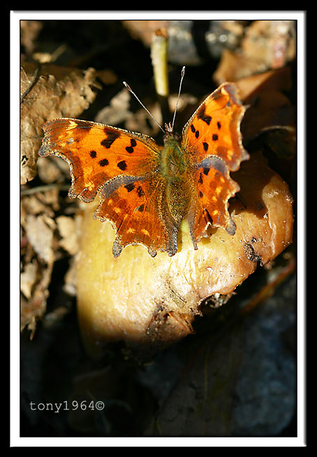 e442496ac3a0fb3853e0071234c6166d