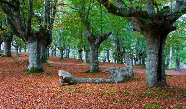 el-bosque2