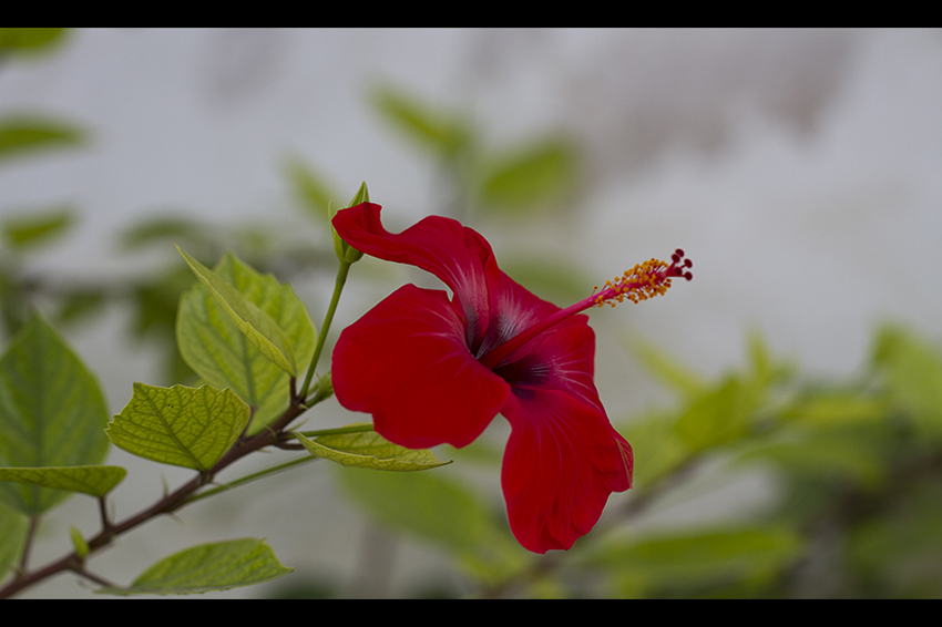 flor_00