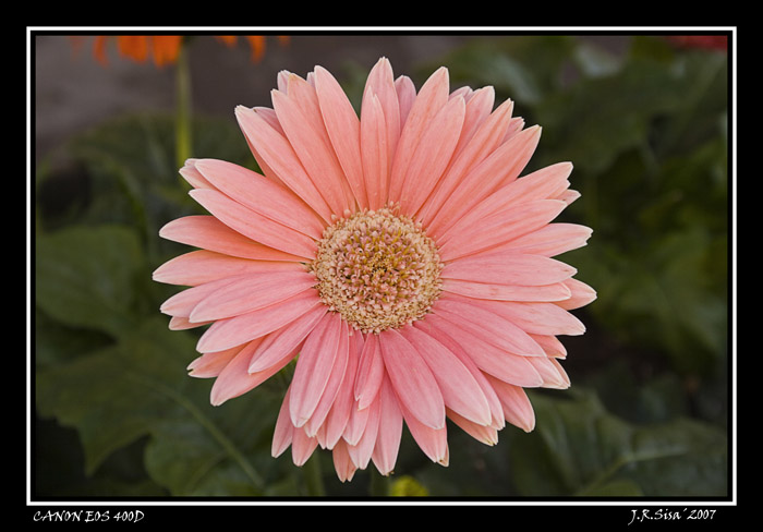 flor_1_copia