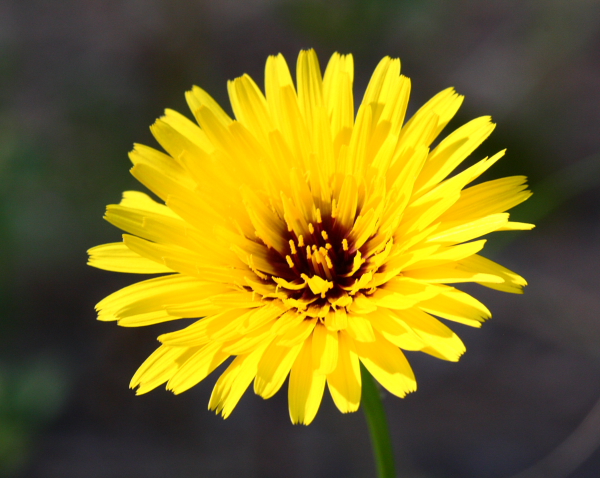 flor_macro