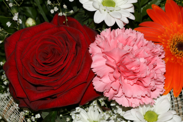 flores2