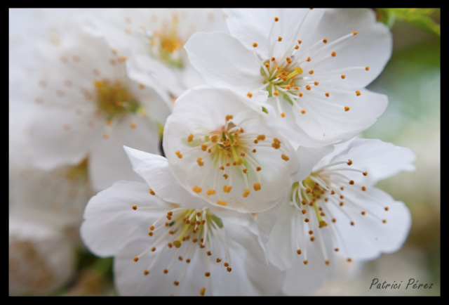 flors_de_cirerer