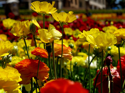 flowers_19_04_10_022_