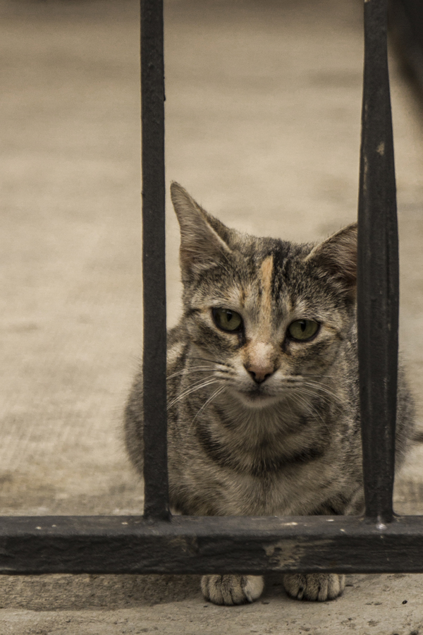 gato42