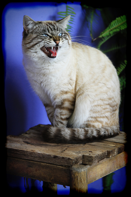 gato_suegra