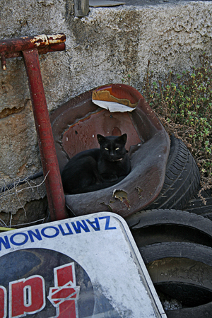 gatogriegochico