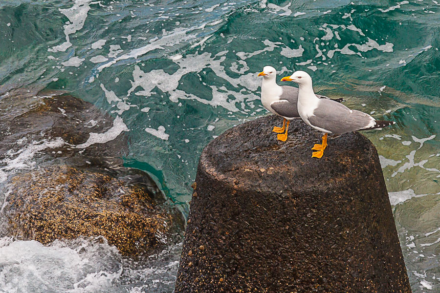 gaviotas003