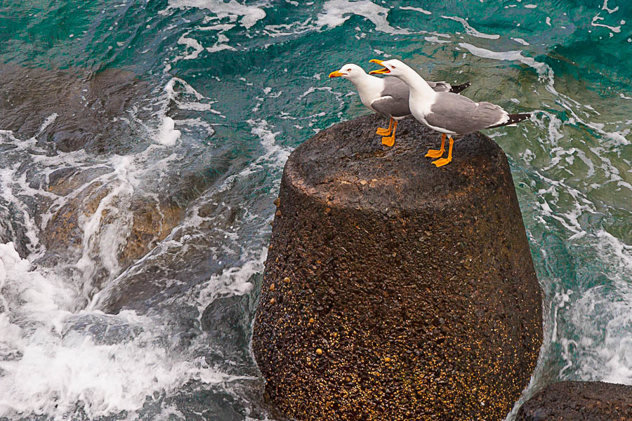 gaviotas004