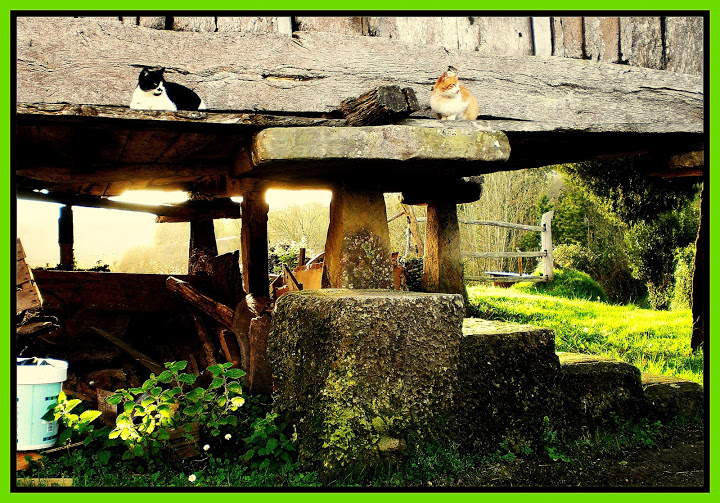 horreo_con_gatos