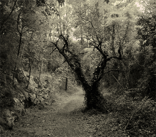 l_arbrevelldecabellsblancs-